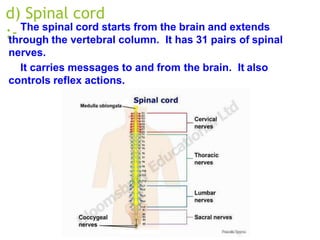 d) Spinal cord
:- The spinal cord starts from the brain and extends
through the vertebral column. It has 31 pairs of spinal
nerves.
It carries messages to and from the brain. It also
controls reflex actions.
 
