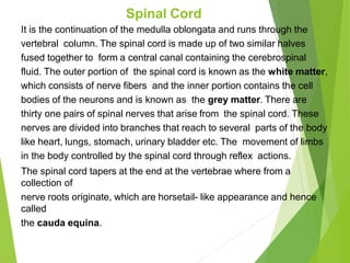 Spinal Cord
It is the continuation of the medulla oblongata and runs through the
vertebral column. The spinal cord is made up of two similar halves
fused together to form a central canal containing the cerebrospinal
fluid. The outer portion of the spinal cord is known as the white matter,
which consists of nerve fibers and the inner portion contains the cell
bodies of the neurons and is known as the grey matter. There are
thirty one pairs of spinal nerves that arise from the spinal cord. These
nerves are divided into branches that reach to several parts of the body
like heart, lungs, stomach, urinary bladder etc. The movement of limbs
in the body controlled by the spinal cord through reflex actions.
The spinal cord tapers at the end at the vertebrae where from a
collection of
nerve roots originate, which are horsetail- like appearance and hence
called
the cauda equina.
 