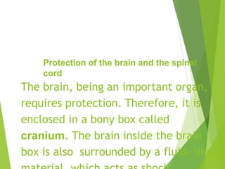 Protection of the brain and the spinal
cord
The brain, being an important organ,
requires protection. Therefore, it is
enclosed in a bony box called
cranium. The brain inside the brain
box is also surrounded by a fluid- like
 
