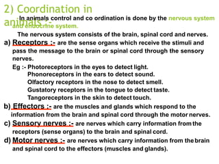 2) Coordination in
animals :-
In animals control and co ordination is done by the nervous system
and endocrine system.
The nervous system consists of the brain, spinal cord and nerves.
a) Receptors :- are the sense organs which receive the stimuli and
pass the message to the brain or spinal cord through the sensory
nerves.
Eg :- Photoreceptors in the eyes to detect light.
Phonoreceptors in the ears to detect sound.
Olfactory receptors in the nose to detect smell.
Gustatory receptors in the tongue to detect taste.
Tangoreceptors in the skin to detect touch.
b) Effectors :- are the muscles and glands which respond to the
information from the brain and spinal cord through the motor nerves.
c) Sensory nerves :- are nerves which carry information from the
receptors (sense organs) to the brain and spinal cord.
d) Motor nerves :- are nerves which carry information from thebrain
and spinal cord to the effectors (muscles and glands).
 