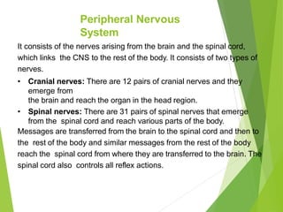 Peripheral Nervous
System
It consists of the nerves arising from the brain and the spinal cord,
which links the CNS to the rest of the body. It consists of two types of
nerves.
• Cranial nerves: There are 12 pairs of cranial nerves and they
emerge from
the brain and reach the organ in the head region.
• Spinal nerves: There are 31 pairs of spinal nerves that emerge
from the spinal cord and reach various parts of the body.
Messages are transferred from the brain to the spinal cord and then to
the rest of the body and similar messages from the rest of the body
reach the spinal cord from where they are transferred to the brain. The
spinal cord also controls all reflex actions.
 