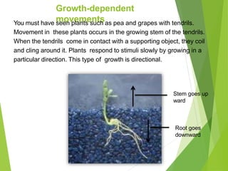 Growth-dependent
movements
You must have seen plants such as pea and grapes with tendrils.
Movement in these plants occurs in the growing stem of the tendrils.
When the tendrils come in contact with a supporting object, they coil
and cling around it. Plants respond to stimuli slowly by growing in a
particular direction. This type of growth is directional.
Stem goes up
ward
Root goes
downward
 