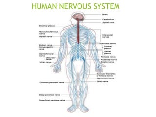 HUMAN NERVOUS SYSTEM
 