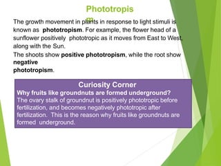 Phototropis
m
The growth movement in plants in response to light stimuli is
known as phototropism. For example, the flower head of a
sunflower positively phototropic as it moves from East to West,
along with the Sun.
The shoots show positive phototropism, while the root show
negative
phototropism.
Curiosity Corner
Why fruits like groundnuts are formed underground?
The ovary stalk of groundnut is positively phototropic before
fertilization, and becomes negatively phototropic after
fertilization. This is the reason why fruits like groundnuts are
formed underground.
 