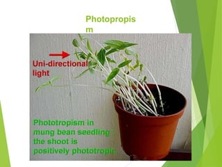 Photopropis
m
 