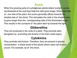 Auxin
s
When the growing parts of a phototropic plants detect sunlight, auxins
(synthesized at the soot tips) help the cells grow longer. When light falls
on one side of the plant, the auxins generally diffuse towards the
shaded side of the shoot. This stimulates the cells in the shaded area
to grow longer than the corresponding cells of the illuminated region.
This results in the curvature of the plant stem tip towards the light.
Gibberellins
They are produced in the roots of a plant. They promote stem
elongation by promoting cell division in the inter-nodal region.
Cytokinins
They promote cell division. Therefore, they are present in greater
concentration in those areas of the plants where rapid cell division
occurs. For example, tip of the shoot.
 