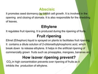 Abscisic
acid
It promotes seed dormancy by inhibit cell growth. It is involved in the
opening and closing of stomata. It is also responsible for the shedding
of leaves.
Ethylene
It regulates fruit ripening. It is produced during the ripening of fruits.
Fruit ripening
Ethrel (Ethephon) liquid is sprayed on plants to facilitates fruit ripening.
It contains a dilute solution of 2-chloroethylphosphonic acid, which
break down to release ethylene. It helps in the artificial ripening of
commercially grown fruits such as pineapples, mangoes, bananas etc.
How isover ripening prevent?
CO2 in high concentration prevents over ripening of fruits as it
inhibits the production of ethylene.
 