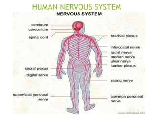 HUMAN NERVOUS SYSTEM
 