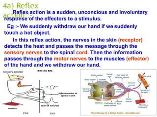 4a) Reflex
action :-
Reflex action is a sudden, unconcious and involuntary
response of the effectors to a stimulus.
Eg :- We suddenly withdraw our hand if we suddenly
touch a hot object.
In this reflex action, the nerves in the skin (receptor)
detects the heat and passes the message through the
sensory nerves to the spinal cord. Then the information
passes through the motor nerves to the muscles (effector)
of the hand and we withdraw our hand.
 