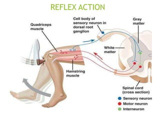 REFLEX ACTION
 