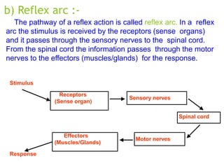 b) Reflex arc :-
The pathway of a reflex action is called reflex arc. In a reflex
arc the stimulus is received by the receptors (sense organs)
and it passes through the sensory nerves to the spinal cord.
From the spinal cord the information passes through the motor
nerves to the effectors (muscles/glands) for the response.
Stimulus
Response
Receptors
(Sense organ)
Effectors
(Muscles/Glands)
Sensory nerves
Motor nerves
Spinal cord
 