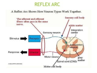REFLEX ARC
 