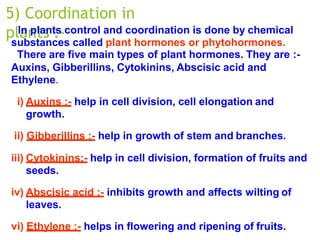 5) Coordination in
plants :-
In plants control and coordination is done by chemical
substances called plant hormones or phytohormones.
There are five main types of plant hormones. They are :-
Auxins, Gibberillins, Cytokinins, Abscisic acid and
Ethylene.
i) Auxins :- help in cell division, cell elongation and
growth.
ii) Gibberillins :- help in growth of stem and branches.
iii) Cytokinins:- help in cell division, formation of fruits and
seeds.
iv) Abscisic acid :- inhibits growth and affects wilting of
leaves.
vi) Ethylene :- helps in flowering and ripening of fruits.
 
