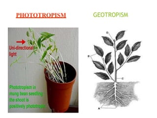 PHOTOTROPISM GEOTROPISM
 