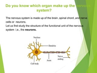 Do you know which organ make up the nervous
system?
The nervous system is made up of the brain ,spinal chord ,and nerve
cells or neurons.
Let us first study the structure of the functional unit of the nervous
system i.e., the neurons.
 
