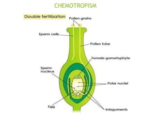 CHEMOTROPISM
 