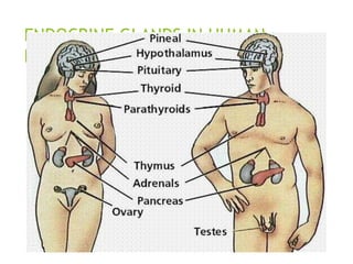 ENDOCRINE GLANDS IN HUMAN
BEINGS
 
