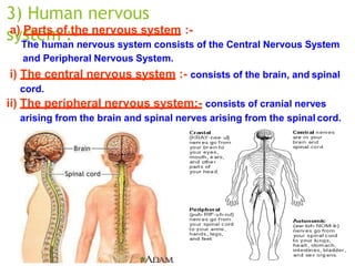 3) Human nervous
system :-
a) Parts of the nervous system :-
The human nervous system consists of the Central Nervous System
and Peripheral Nervous System.
i) The central nervous system :- consists of the brain, and spinal
cord.
ii) The peripheral nervous system:- consists of cranial nerves
arising from the brain and spinal nerves arising from the spinal cord.
 