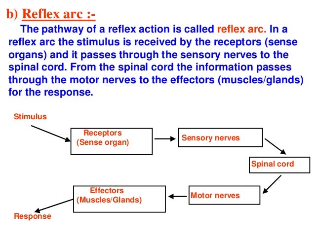 Control And Coordination Ppt
