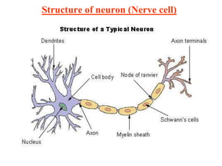 Structure of neuron (Nerve cell)
 
