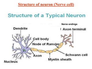 Structure of neuron (Nerve cell)
Nerve endings
( )
 