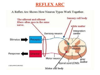 REFLEX ARC
 