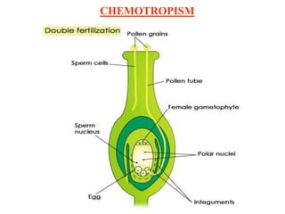 CHEMOTROPISM
 