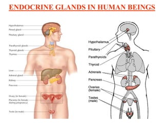 ENDOCRINE GLANDS IN HUMAN BEINGS
 