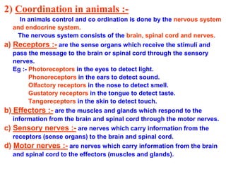 2) Coordination in animals :-
In animals control and co ordination is done by the nervous system
and endocrine system.
The nervous system consists of the brain, spinal cord and nerves.
a) Receptors :- are the sense organs which receive the stimuli and
pass the message to the brain or spinal cord through the sensory
nerves.
Eg :- Photoreceptors in the eyes to detect light.
Phonoreceptors in the ears to detect sound.
Olfactory receptors in the nose to detect smell.
Gustatory receptors in the tongue to detect taste.
Tangoreceptors in the skin to detect touch.
b) Effectors :- are the muscles and glands which respond to the
information from the brain and spinal cord through the motor nerves.
c) Sensory nerves :- are nerves which carry information from the
receptors (sense organs) to the brain and spinal cord.
d) Motor nerves :- are nerves which carry information from the brain
and spinal cord to the effectors (muscles and glands).
 