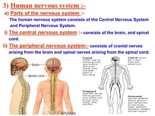 3) Human nervous system :-
a) Parts of the nervous system :-
The human nervous system consists of the Central Nervous System
and Peripheral Nervous System.
i) The central nervous system :- consists of the brain, and spinal
cord.
ii) The peripheral nervous system:- consists of cranial nerves
arising from the brain and spinal nerves arising from the spinal cord.
 
