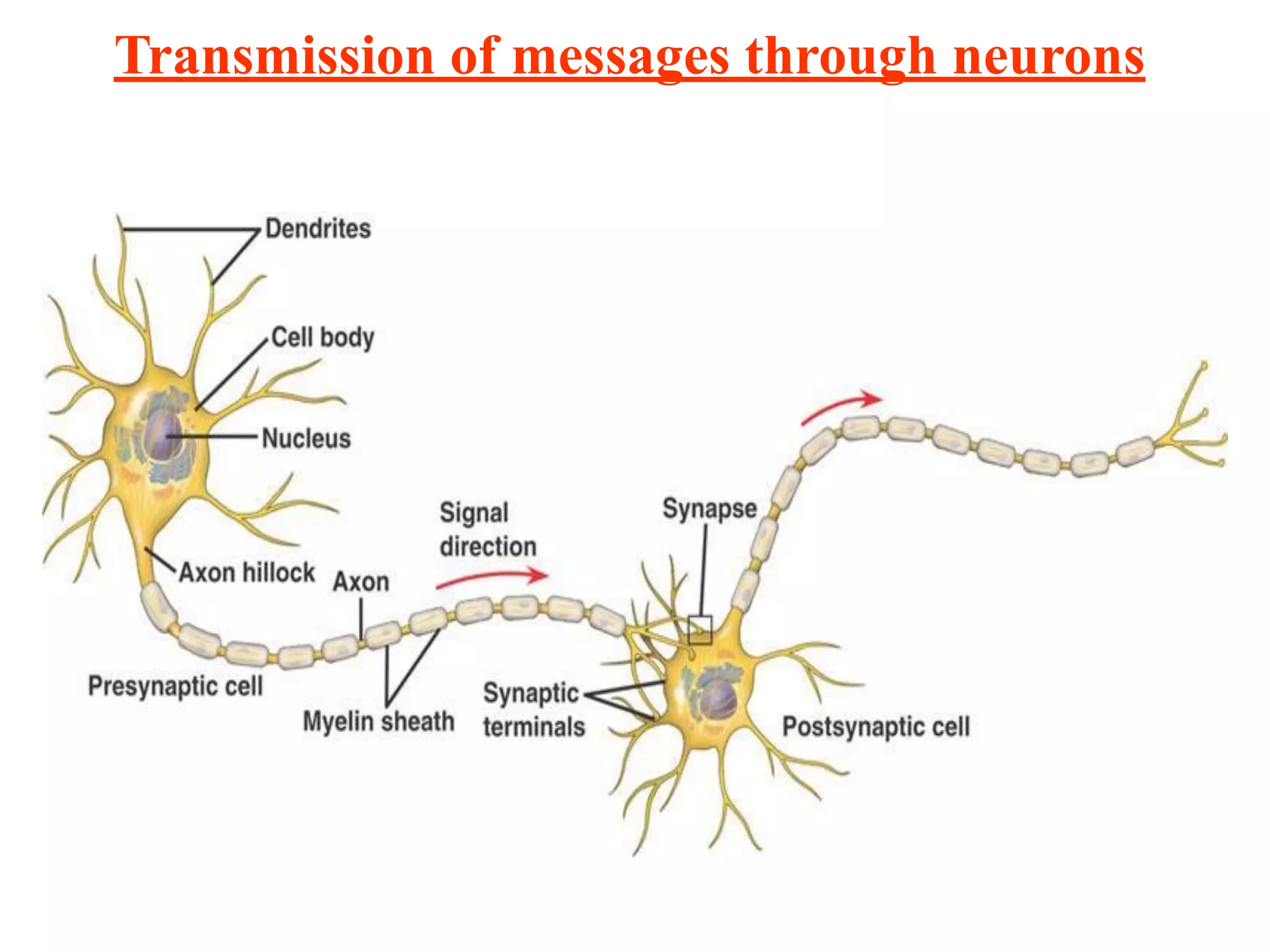 Transmission of messages through neurons
 