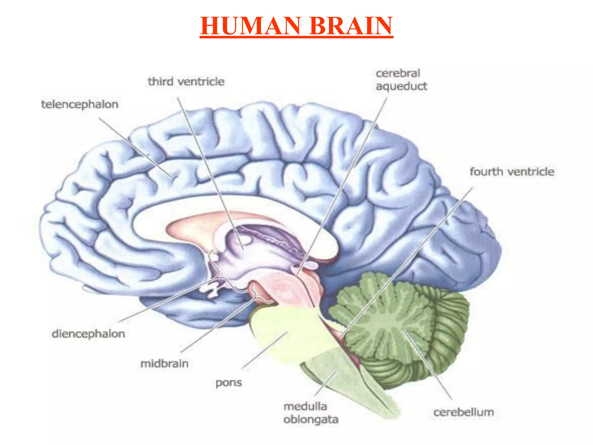 HUMAN BRAIN
 
