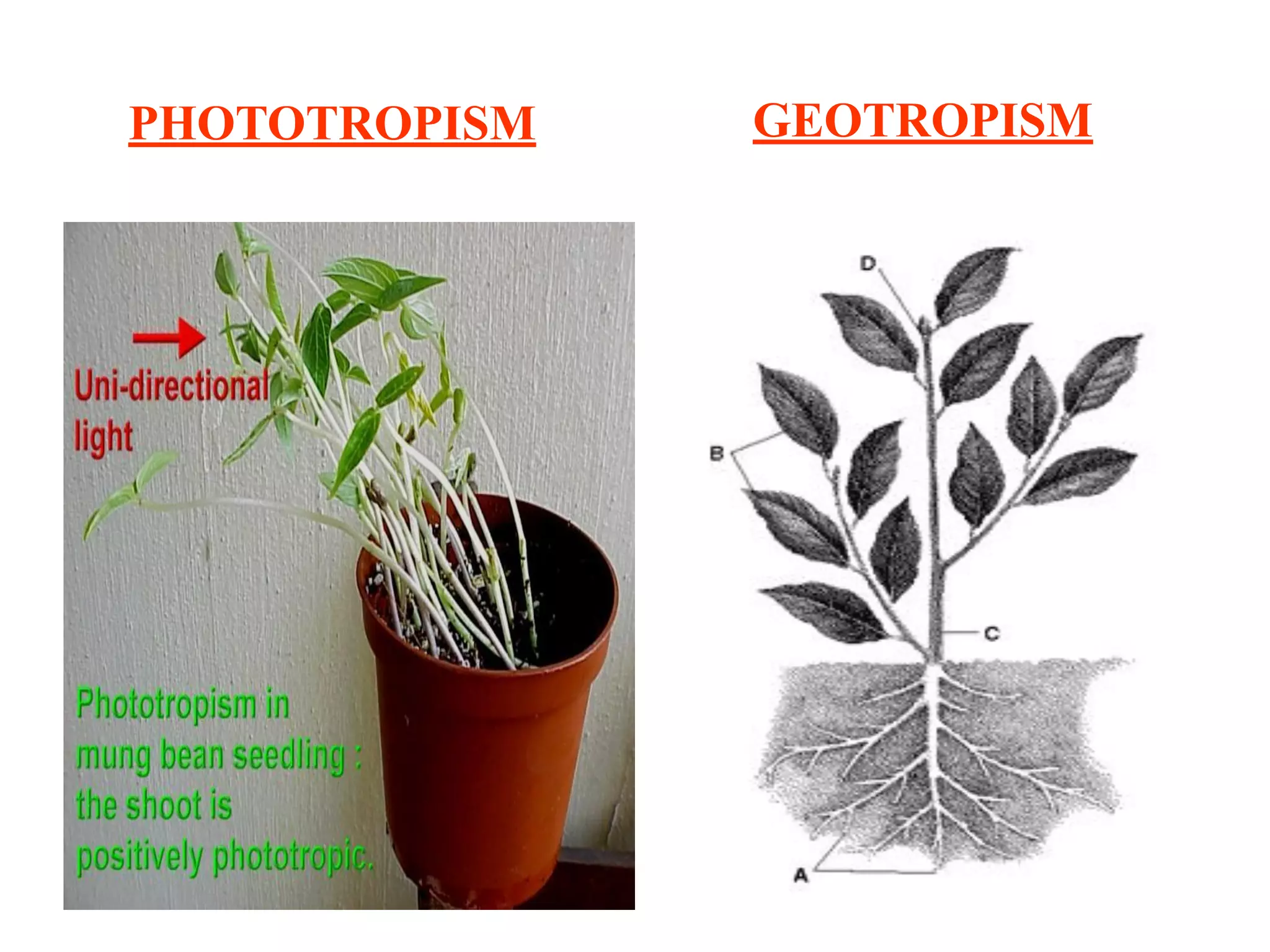 PHOTOTROPISM GEOTROPISM
 