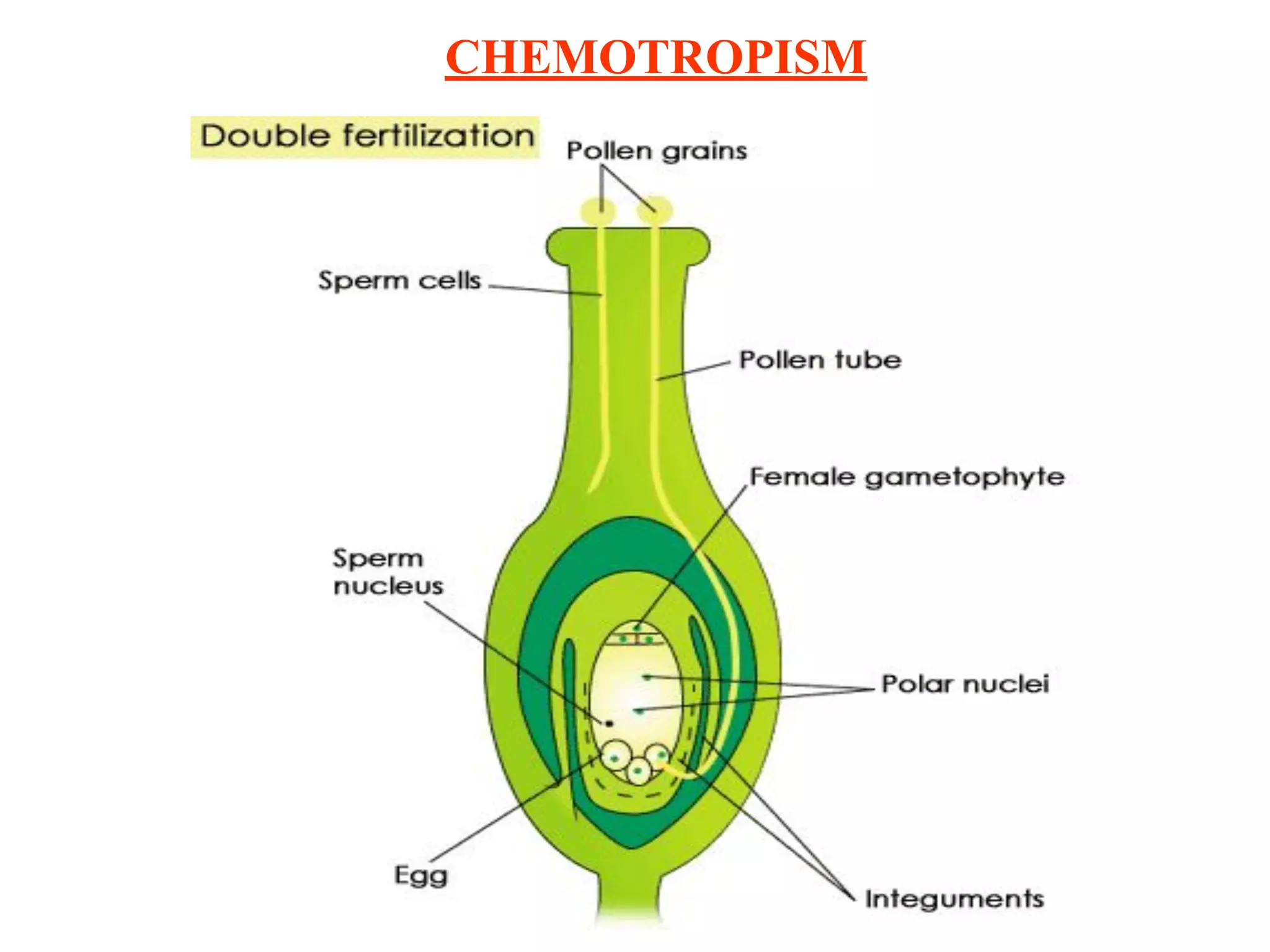 CHEMOTROPISM
 