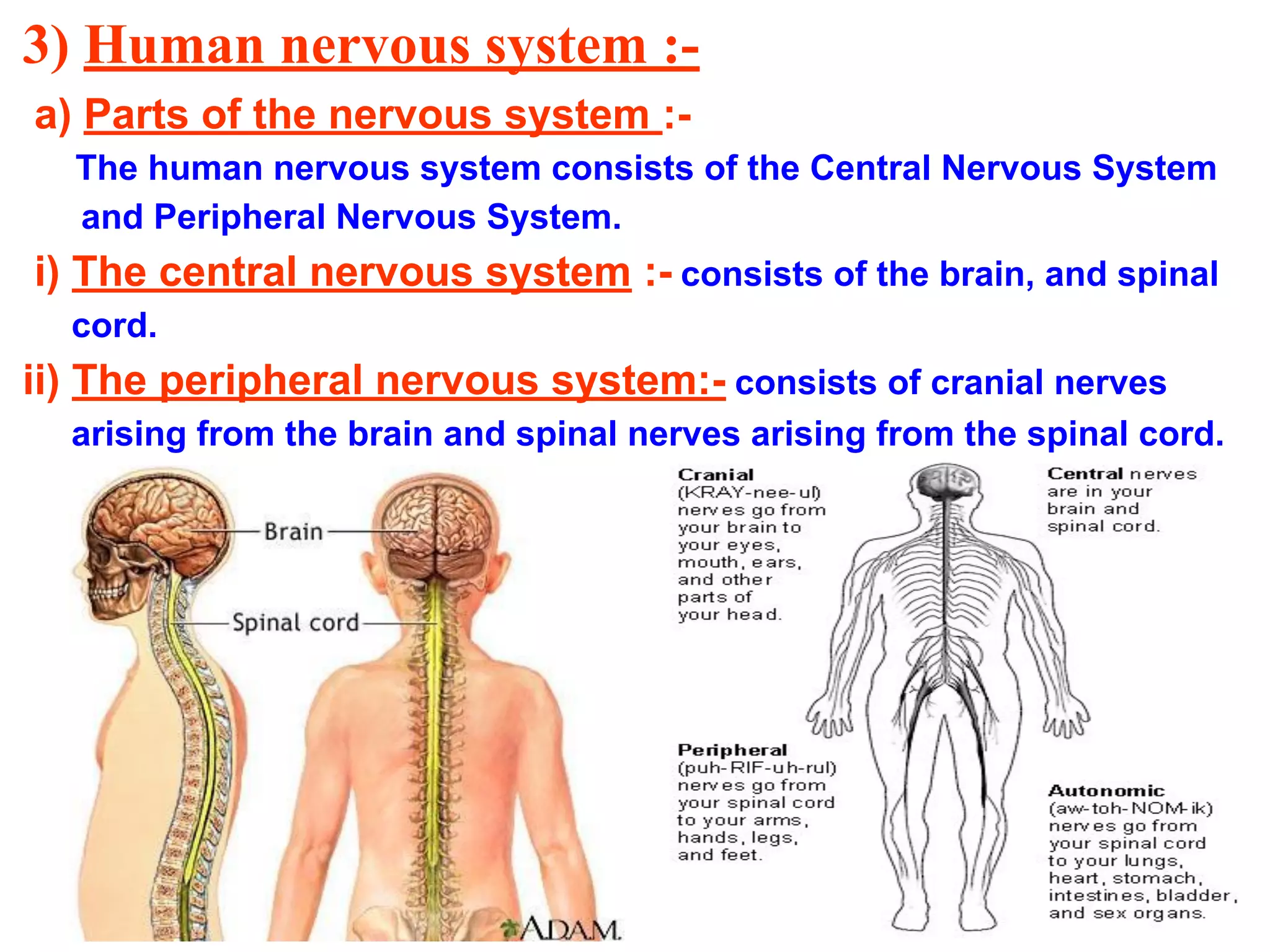 3) Human nervous system :-
a) Parts of the nervous system :-
The human nervous system consists of the Central Nervous System
and Peripheral Nervous System.
i) The central nervous system :- consists of the brain, and spinal
cord.
ii) The peripheral nervous system:- consists of cranial nerves
arising from the brain and spinal nerves arising from the spinal cord.
 