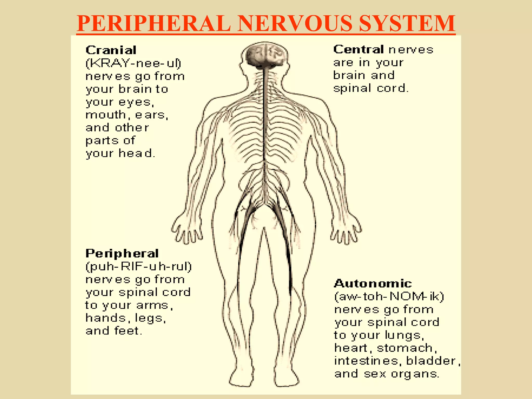 PERIPHERAL NERVOUS SYSTEM
 