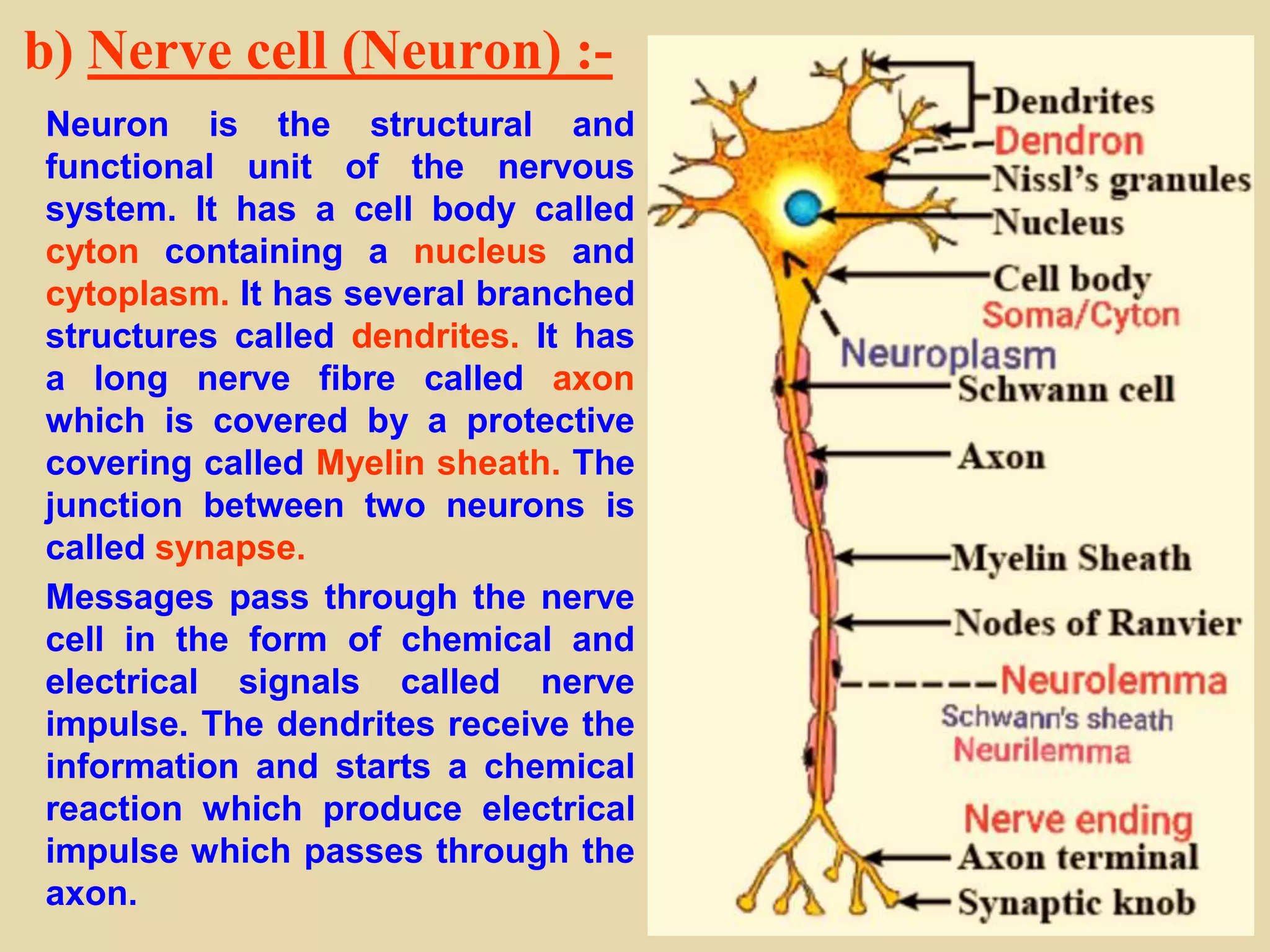 b) Nerve cell (Neuron) :-
Neuron is the structural and
functional unit of the nervous
system. It has a cell body called
cyton containing a nucleus and
cytoplasm. It has several branched
structures called dendrites. It has
a long nerve fibre called axon
which is covered by a protective
covering called Myelin sheath. The
junction between two neurons is
called synapse.
Messages pass through the nerve
cell in the form of chemical and
electrical signals called nerve
impulse. The dendrites receive the
information and starts a chemical
reaction which produce electrical
impulse which passes through the
axon.
 