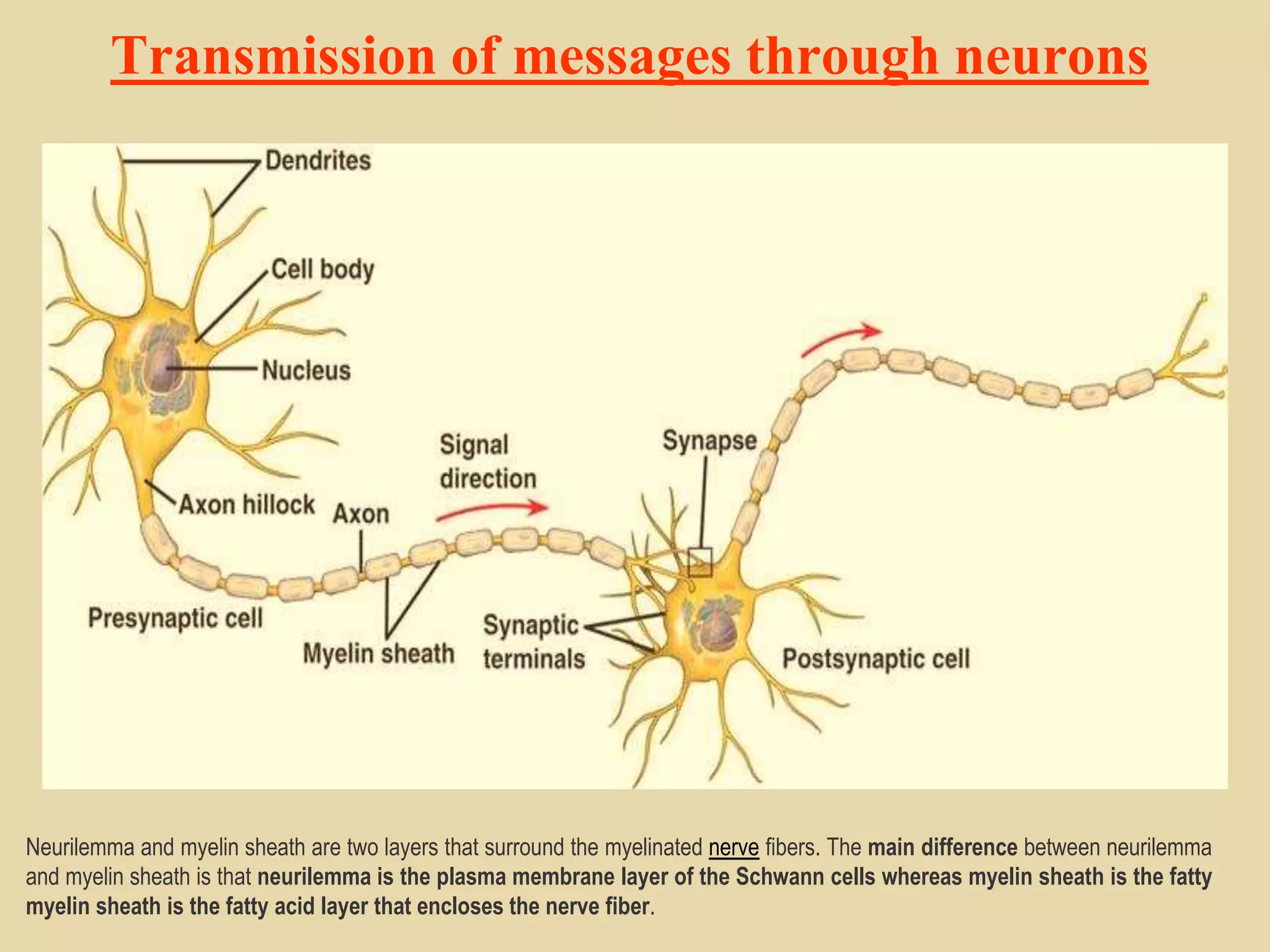 Transmission of messages through neurons
Neurilemma and myelin sheath are two layers that surround the myelinated nerve fibers. The main difference between neurilemma
and myelin sheath is that neurilemma is the plasma membrane layer of the Schwann cells whereas myelin sheath is the fatty
myelin sheath is the fatty acid layer that encloses the nerve fiber.
 