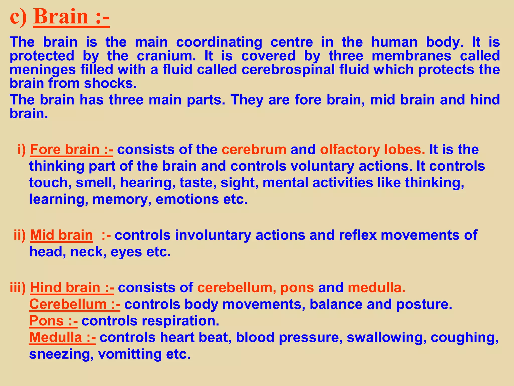 c) Brain :-
The brain is the main coordinating centre in the human body. It is
protected by the cranium. It is covered by three membranes called
meninges filled with a fluid called cerebrospinal fluid which protects the
brain from shocks.
The brain has three main parts. They are fore brain, mid brain and hind
brain.
i) Fore brain :- consists of the cerebrum and olfactory lobes. It is the
thinking part of the brain and controls voluntary actions. It controls
touch, smell, hearing, taste, sight, mental activities like thinking,
learning, memory, emotions etc.
ii) Mid brain :- controls involuntary actions and reflex movements of
head, neck, eyes etc.
iii) Hind brain :- consists of cerebellum, pons and medulla.
Cerebellum :- controls body movements, balance and posture.
Pons :- controls respiration.
Medulla :- controls heart beat, blood pressure, swallowing, coughing,
sneezing, vomitting etc.
 