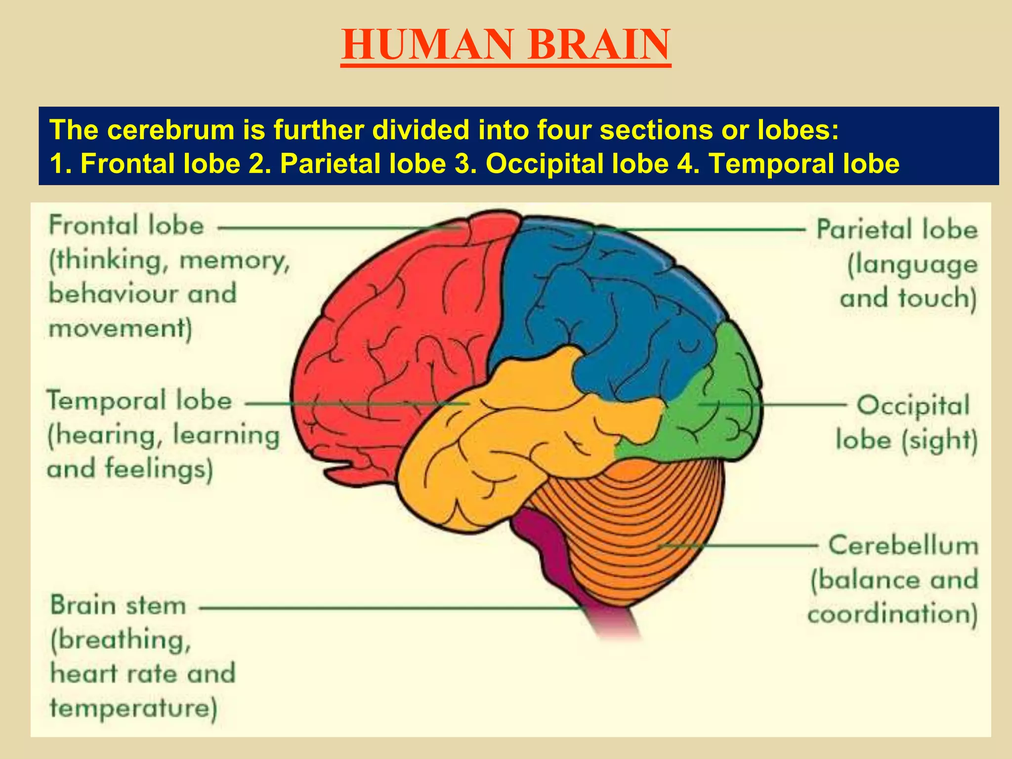 HUMAN BRAIN
The cerebrum is further divided into four sections or lobes:
1. Frontal lobe 2. Parietal lobe 3. Occipital lobe 4. Temporal lobe
 