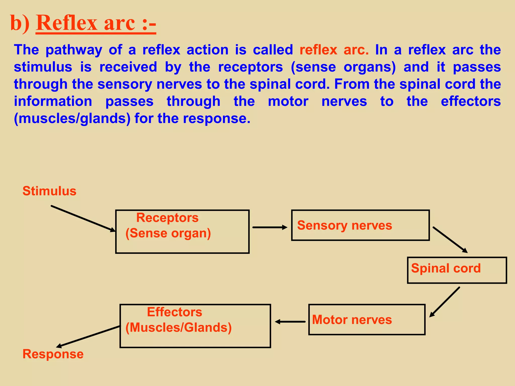 b) Reflex arc :-
The pathway of a reflex action is called reflex arc. In a reflex arc the
stimulus is received by the receptors (sense organs) and it passes
through the sensory nerves to the spinal cord. From the spinal cord the
information passes through the motor nerves to the effectors
(muscles/glands) for the response.
Stimulus
Response
Receptors
(Sense organ)
Effectors
(Muscles/Glands)
Sensory nerves
Motor nerves
Spinal cord
 