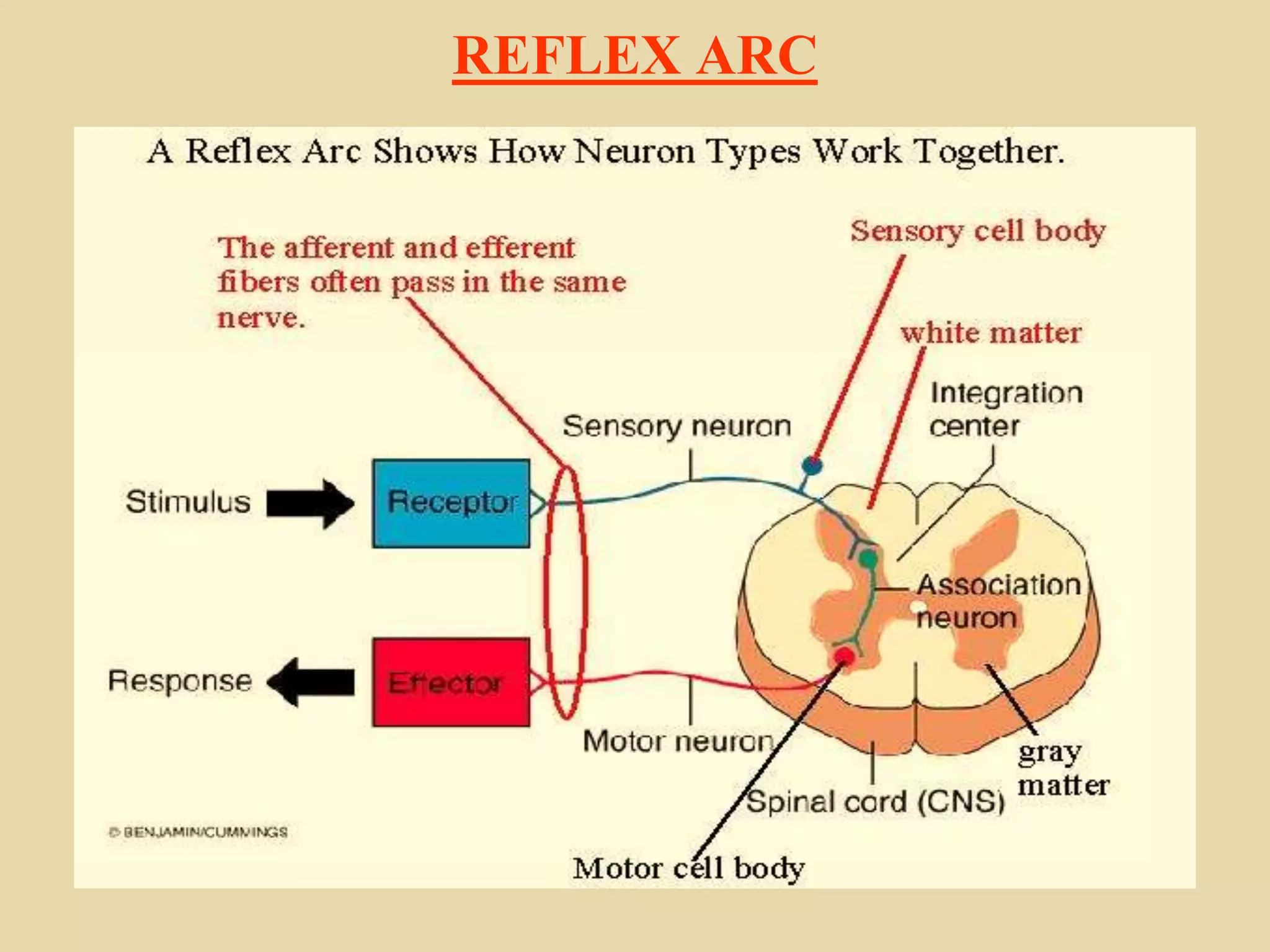 REFLEX ARC
 