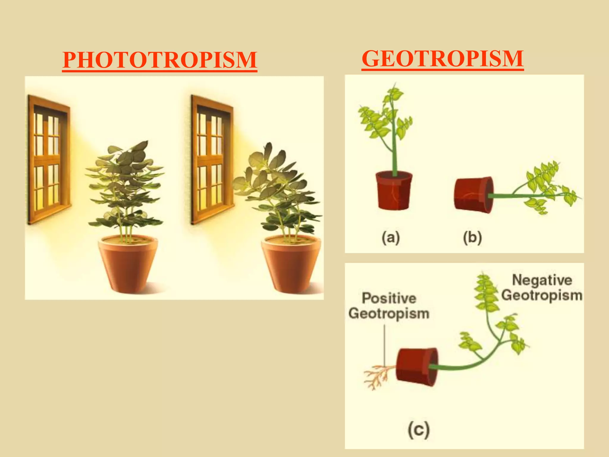 PHOTOTROPISM GEOTROPISM
 
