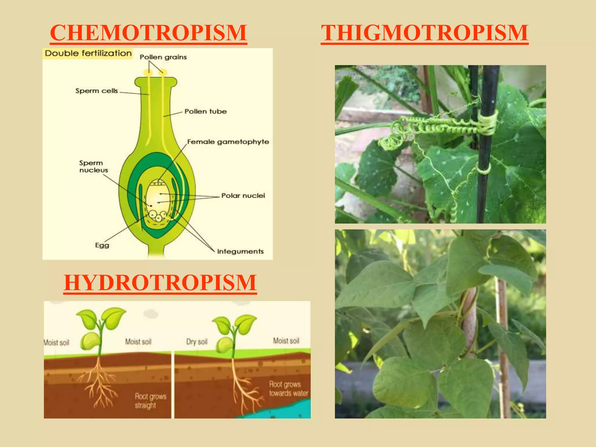 CHEMOTROPISM THIGMOTROPISM
HYDROTROPISM
 