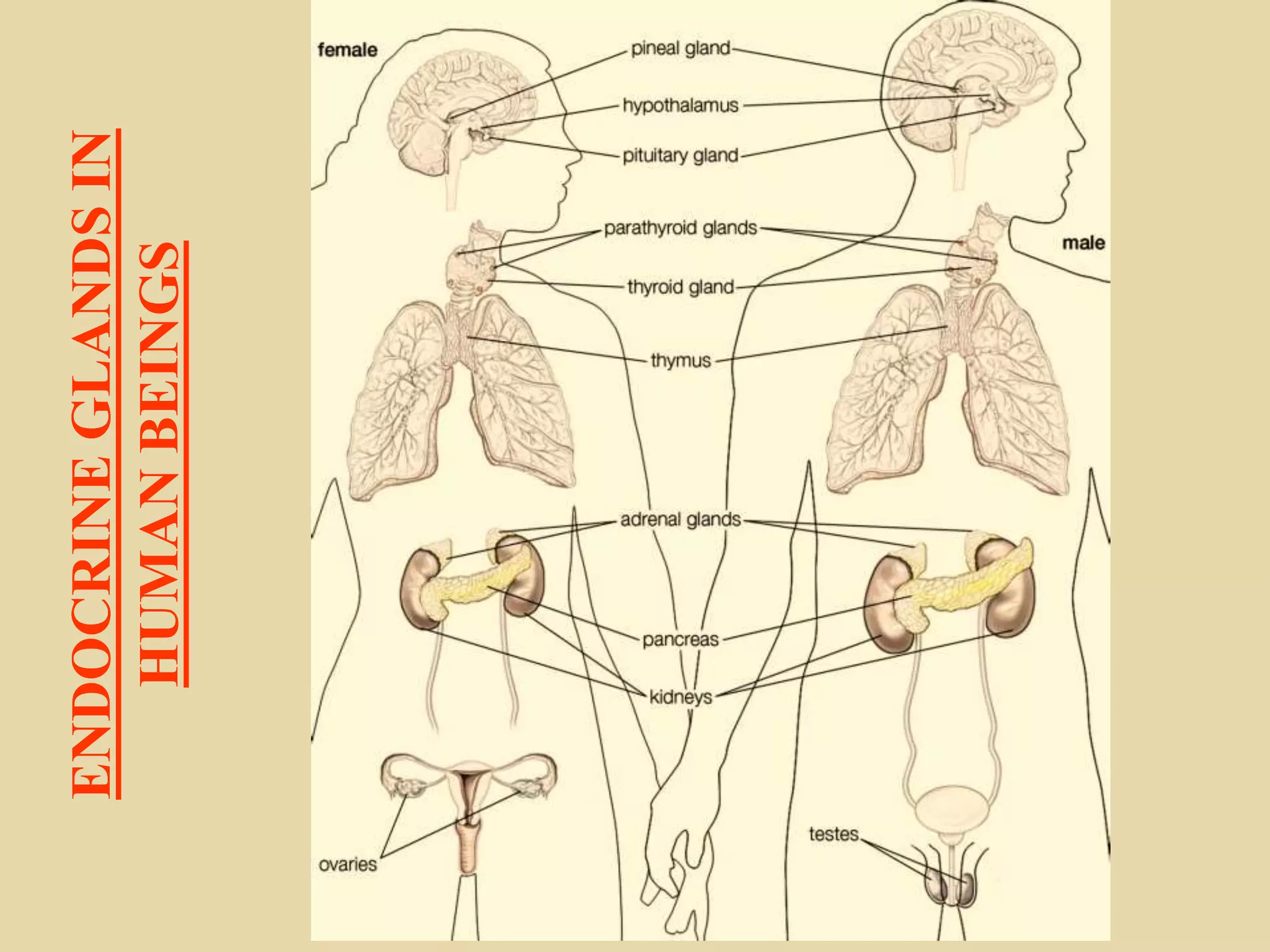 ENDOCRINE
GLANDS
IN
HUMAN
BEINGS
 