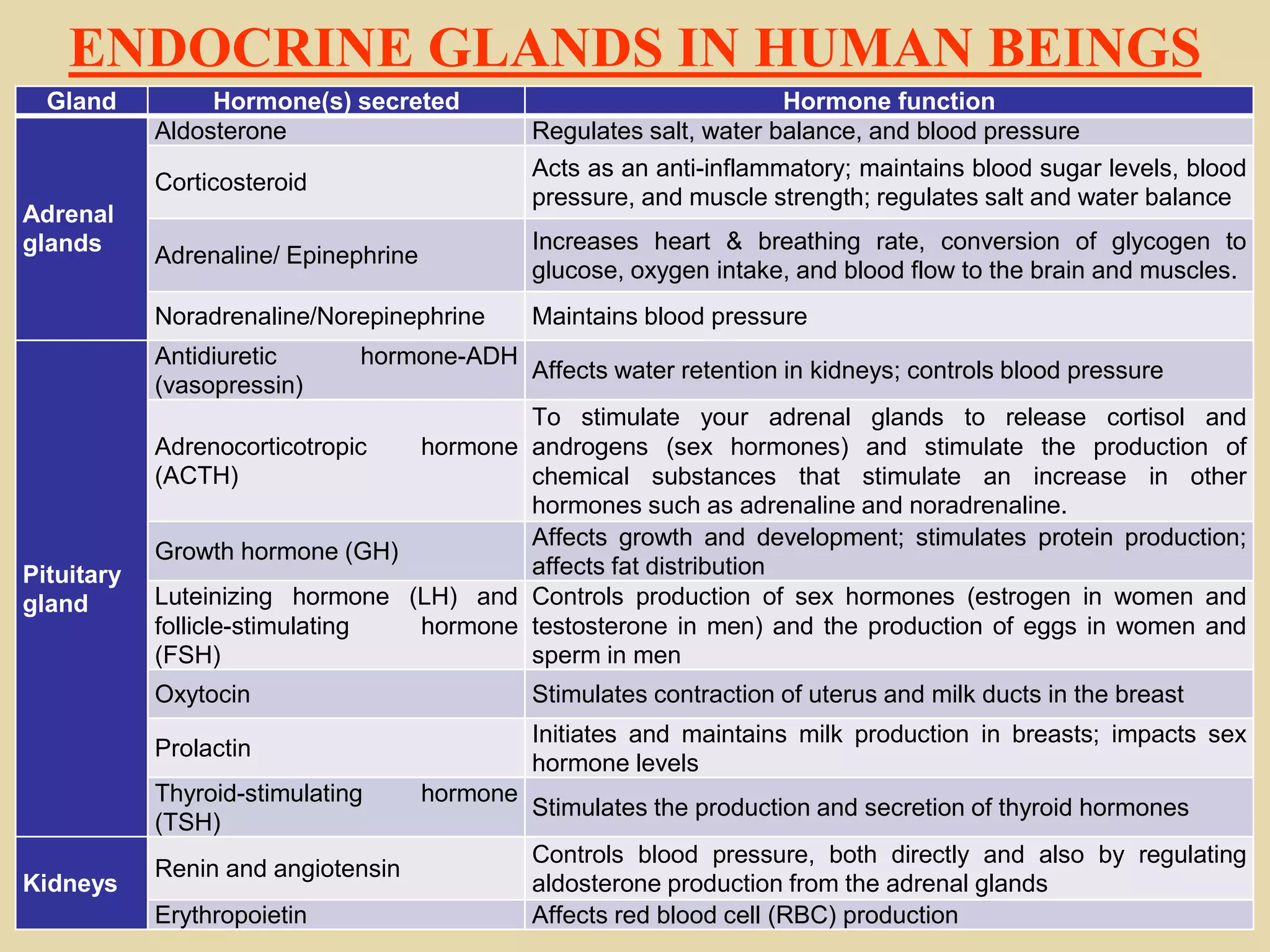 ENDOCRINE GLANDS IN HUMAN BEINGS
Gland Hormone(s) secreted Hormone function
Adrenal
glands
Aldosterone Regulates salt, water balance, and blood pressure
Corticosteroid
Acts as an anti-inflammatory; maintains blood sugar levels, blood
pressure, and muscle strength; regulates salt and water balance
Adrenaline/ Epinephrine
Increases heart & breathing rate, conversion of glycogen to
glucose, oxygen intake, and blood flow to the brain and muscles.
Noradrenaline/Norepinephrine Maintains blood pressure
Pituitary
gland
Antidiuretic hormone-ADH
(vasopressin)
Affects water retention in kidneys; controls blood pressure
Adrenocorticotropic hormone
(ACTH)
To stimulate your adrenal glands to release cortisol and
androgens (sex hormones) and stimulate the production of
chemical substances that stimulate an increase in other
hormones such as adrenaline and noradrenaline.
Growth hormone (GH)
Affects growth and development; stimulates protein production;
affects fat distribution
Luteinizing hormone (LH) and
follicle-stimulating hormone
(FSH)
Controls production of sex hormones (estrogen in women and
testosterone in men) and the production of eggs in women and
sperm in men
Oxytocin Stimulates contraction of uterus and milk ducts in the breast
Prolactin
Initiates and maintains milk production in breasts; impacts sex
hormone levels
Thyroid-stimulating hormone
(TSH)
Stimulates the production and secretion of thyroid hormones
Kidneys
Renin and angiotensin
Controls blood pressure, both directly and also by regulating
aldosterone production from the adrenal glands
Erythropoietin Affects red blood cell (RBC) production
 