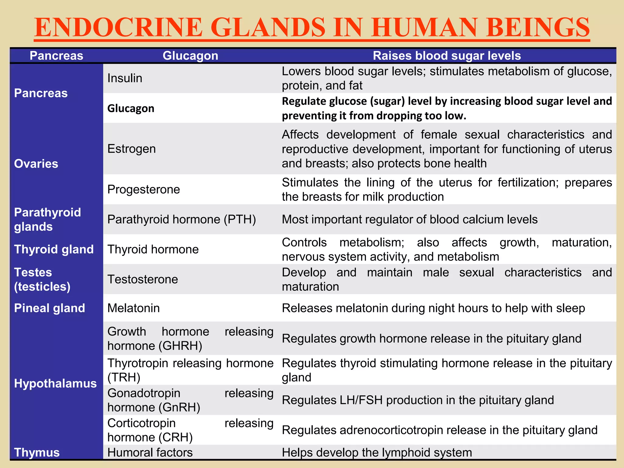 ENDOCRINE GLANDS IN HUMAN BEINGS
Pancreas Glucagon Raises blood sugar levels
Pancreas
Insulin
Lowers blood sugar levels; stimulates metabolism of glucose,
protein, and fat
Glucagon
Regulate glucose (sugar) level by increasing blood sugar level and
preventing it from dropping too low.
Ovaries
Estrogen
Affects development of female sexual characteristics and
reproductive development, important for functioning of uterus
and breasts; also protects bone health
Progesterone
Stimulates the lining of the uterus for fertilization; prepares
the breasts for milk production
Parathyroid
glands
Parathyroid hormone (PTH) Most important regulator of blood calcium levels
Thyroid gland Thyroid hormone
Controls metabolism; also affects growth, maturation,
nervous system activity, and metabolism
Testes
(testicles)
Testosterone
Develop and maintain male sexual characteristics and
maturation
Pineal gland Melatonin Releases melatonin during night hours to help with sleep
Hypothalamus
Growth hormone releasing
hormone (GHRH)
Regulates growth hormone release in the pituitary gland
Thyrotropin releasing hormone
(TRH)
Regulates thyroid stimulating hormone release in the pituitary
gland
Gonadotropin releasing
hormone (GnRH)
Regulates LH/FSH production in the pituitary gland
Corticotropin releasing
hormone (CRH)
Regulates adrenocorticotropin release in the pituitary gland
Thymus Humoral factors Helps develop the lymphoid system
 