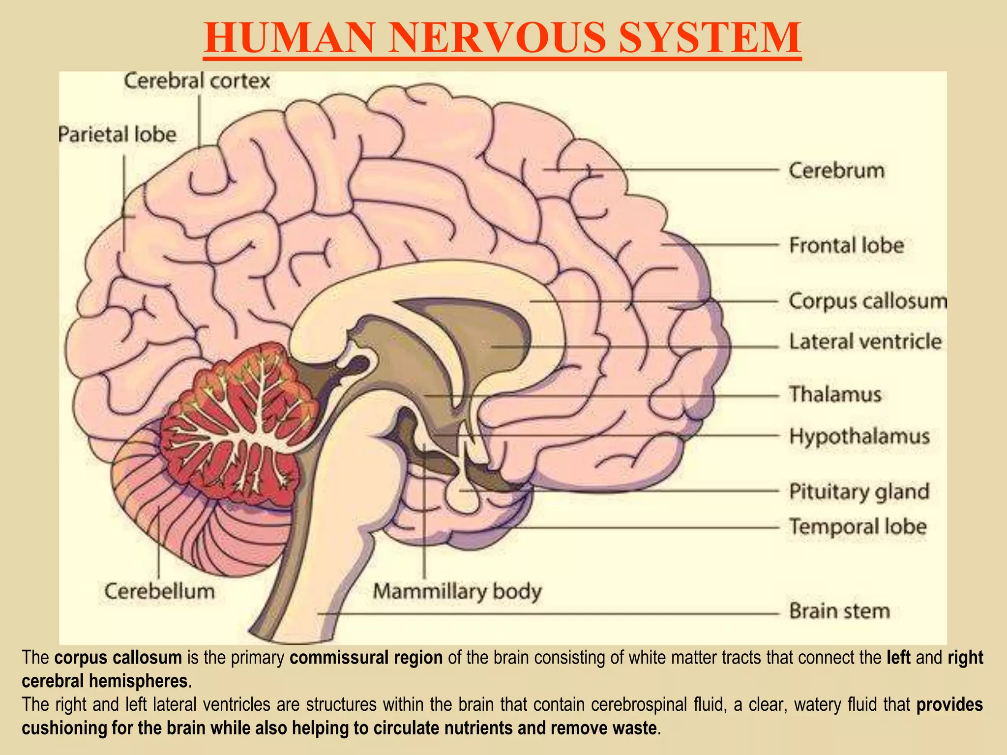 HUMAN NERVOUS SYSTEM
The corpus callosum is the primary commissural region of the brain consisting of white matter tracts that connect the left and right
cerebral hemispheres.
The right and left lateral ventricles are structures within the brain that contain cerebrospinal fluid, a clear, watery fluid that provides
cushioning for the brain while also helping to circulate nutrients and remove waste.
 