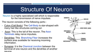 Relay Neuron Outline Control and Coordination.pptx