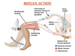 REFLEX ACTION
 